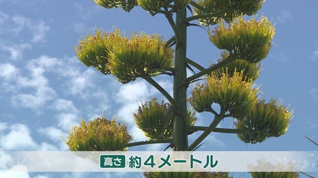 開花は50年に一度とも 幻の花 リュウゼツラン咲く|TBS NEWS DIG