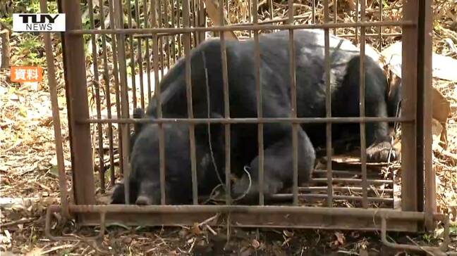 県内各地でクマの目撃相次ぐ　美術館そばに出没や農園で食害も（山形）|TBS NEWS DIG