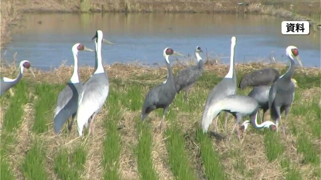 鹿児島で今季初　野鳥から高病原性鳥インフル検出　野鳥の監視強化|TBS NEWS DIG