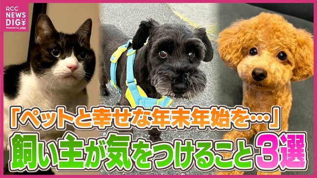 「頻繁なあくびはストレスの可能性も」ペットと幸せな年末年始を…獣医師に聞いた飼い主が気をつけること３選|TBS NEWS DIG
