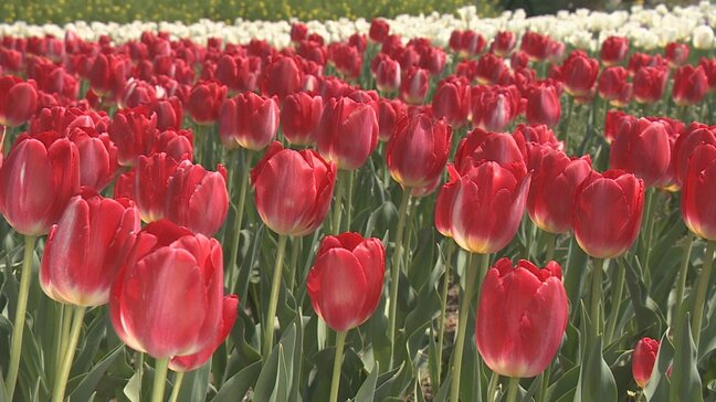 「たのしいきもちでした」5万本のチューリップが出迎え 季節限定のイチゴパフェも 山梨・ハーブ庭園旅日記|TBS NEWS DIG