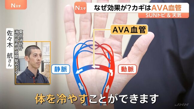熱中症の予防に…手や腕を冷却！？ 東京消防庁に聞いたヒミツは手のひらにある「AVA血管」 冷却された血管が全身を循環【SUNトピ】|TBS NEWS DIG