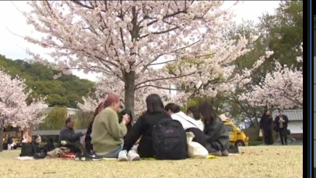 「見る」から「守る」花見へ 愛媛県松山市も参加のプロジェクトとは|TBS NEWS DIG