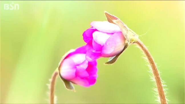 春の訪れを告げる雪割草や福寿草 今年は少し早く『県庁の森』新潟県|TBS NEWS DIG