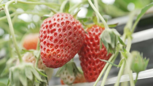 4種類のイチゴ食べ放題…GWおすすめスポット 5月にはバラ摘み体験も可能に 鳥取県大山町|TBS NEWS DIG