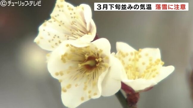 3月並みの陽気 黄色のマンサクや梅の花咲く 気温上昇で落雪に注意 富山|TBS NEWS DIG
