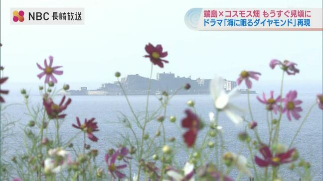 【快挙】ドラマ「海に眠るダイヤモンド」が最高賞！ 東京ドラマアウォード　長崎ではコスモス畑再現も|TBS NEWS DIG