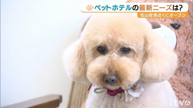 松山空港近くにペットホテルオープン そのターゲットと戦略は 立地とサービスの質で勝負【愛媛】|TBS NEWS DIG