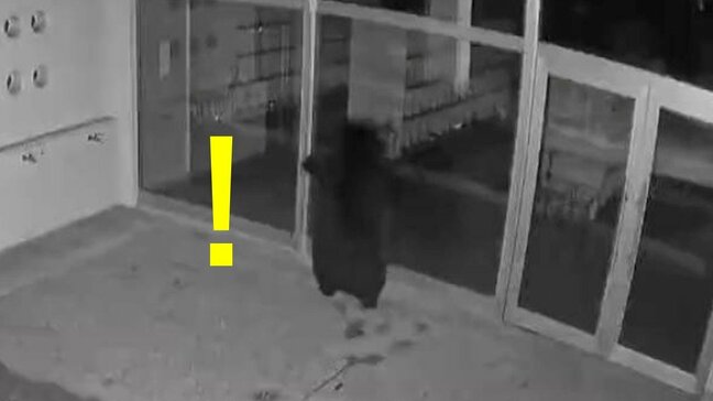 【動画】ガラスに映る自分にびっくり！？ クマが小学校のガラスに突進して破壊　高校付近では通学時間帯にクマが歩く映像が撮影される...県民生活へ影響続く（山形）|TBS NEWS DIG