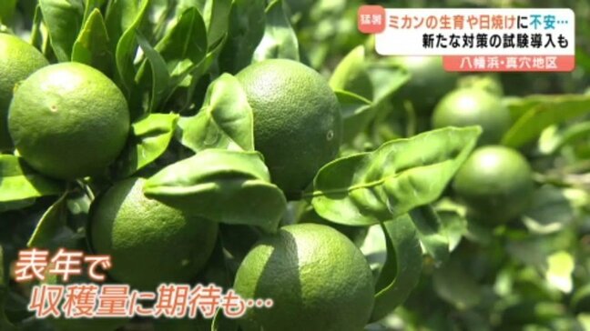 「藁にもすがる思い。まずはチャレンジ」 暑さで愛媛のミカンがピンチ!! 農家では新たな対策も|TBS NEWS DIG