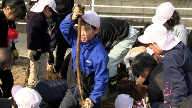 小学生が “連島ごぼう” の抜き取り体験　「抜けたら大きさにびっくりしました」【岡山・倉敷市】|TBS NEWS DIG