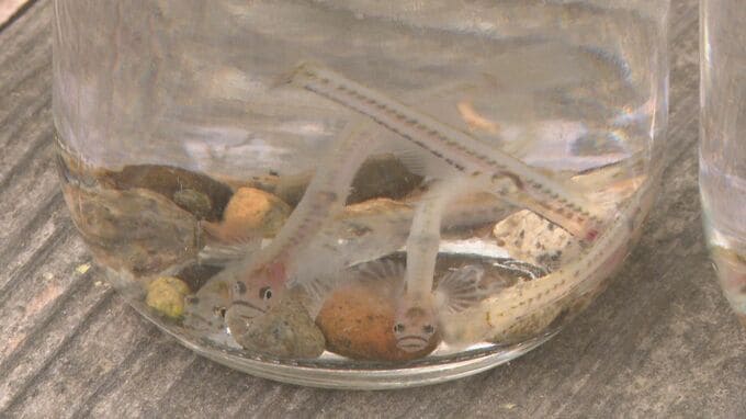 川底の石を取り卵を確認　松本川でシロウオの産卵状況調査　山口・萩|TBS NEWS DIG