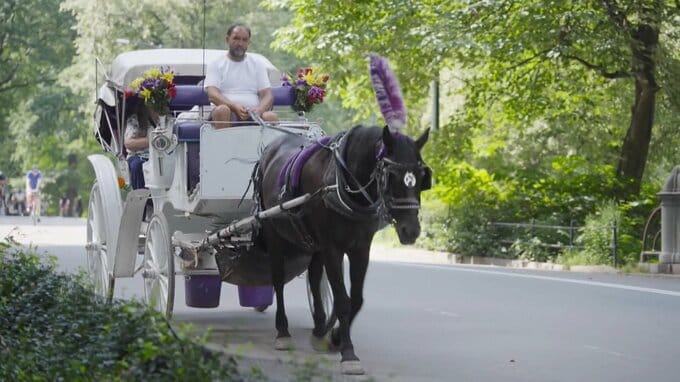 アメリカ・NYセントラルパークから「観光馬車」が消える？150年続く名物で初の死者 「廃止」めぐり賛否　今月（9月）にも法案審議へ|TBS NEWS DIG