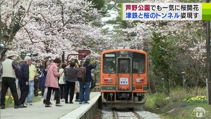 桜の「早咲き対応」と「見頃」はベストマッチか！　『桜前線』続々　寝そべって見る桜は「最高で～す！」　|　青森のニュース│ATV NEWS│青森テレビ