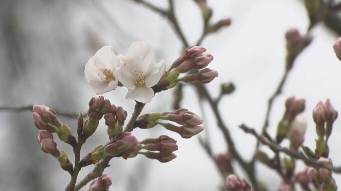 福島市のソメイヨシノの標準木「4輪」咲く　3日午後にも開花発表？【3日午前10時現在】|TBS NEWS DIG