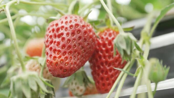 ４種類のイチゴ食べ放題…GWおすすめスポット　５月にはバラ摘み体験も可能に　鳥取県大山町|TBS NEWS DIG