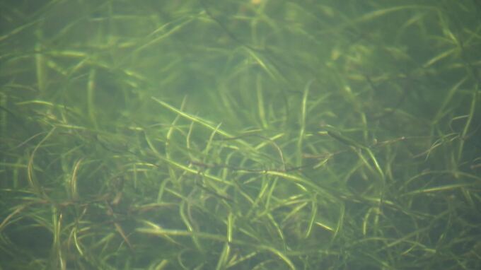記録的猛暑と大雨…水の都の景観に影響「あまり多いとヘドロ化、全くないと水中に酸素も供給されない」　|　BSSニュース | BSS山陰放送