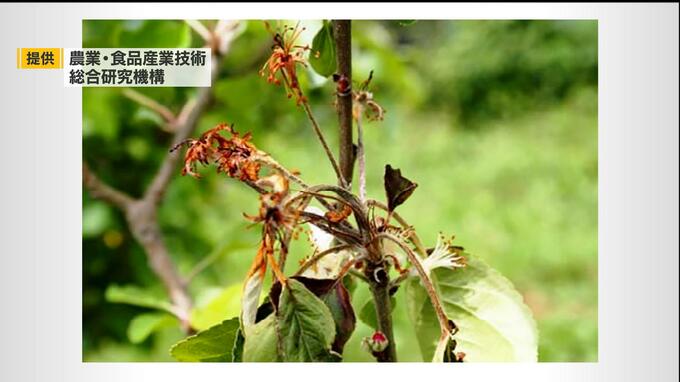 中国で“火傷病”が発生　有効な防除方法なし　リンゴ花粉など輸入停止|TBS NEWS DIG