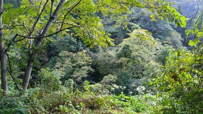 山林で測量作業中の20代男性2人が体長1mのクマに襲われけが 新潟・上越市|TBS NEWS DIG