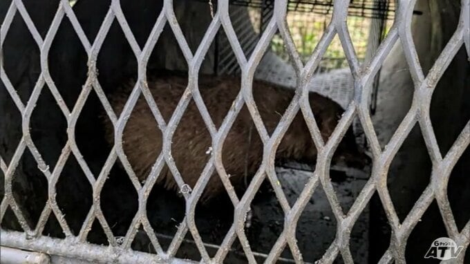 ツキノワグマ想定で設置した「箱わな」に「アナグマ」2日連続で捕獲　体長はどちらも60cm前後　いずれも農作物への被害などを防ぐために駆除　青森市は今後もクマ出没に備えて箱わなの設置継続|TBS NEWS DIG