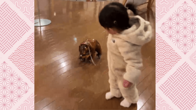 お散歩の相手は子犬ではなく「クマ」？！温泉のアイドル「はじめくん」　|　北海道のニュース｜HBC北海道放送