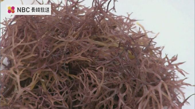 高圧ポンプで復活⁉刺身のツマに使う海藻「マフノリ」　|　長崎のニュース | 天気 | NBC長崎放送