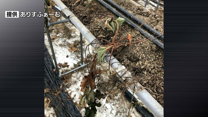 複数の井戸で水戻らず　大井川護岸工事の影響?農作物に損害か　住民が補償と説明求める=静岡・島田市|TBS NEWS DIG