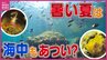 「温泉に来たみたい」記録的な猛暑で瀬戸内海の海の中は　海水温も上昇　海の環境に変化は　|　RCC NEWS | 広島ニュース | RCC中国放送