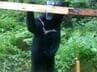 いったい何頭いるの？連日のクマ出没…　|　宮城のニュース│tbc NEWS│tbc東北放送