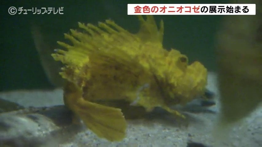 金色のオニオコゼはラッキーセブン 訪れた人が幸運に 富山県の魚津