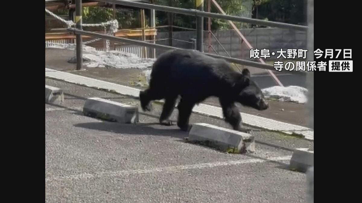 東海3県のクマ目撃情報1000件超える 岐阜県ではクマ対策 ドローンから 東海3県のクマ目撃情報1000件超える 岐阜県ではクマ対策 ドローンから