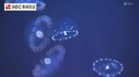 新種 ”アマノガワクラゲ” 世界初展示 "星のような斑点 特徴”　GWまで展示 長崎県佐世保市「海きらら」|TBS NEWS DIG