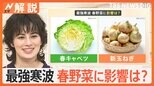 3月並みの陽気で気温上昇も…「最強寒波」が食卓を直撃 キャベツ1玉378円と春野菜の価格に影響が?【Nスタ解説】|TBS NEWS DIG