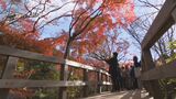 季節外れの陽気…紅葉の名所 多くの観光客でにぎわう 大分 | 大分のニュース|OBS NEWS|大分放送