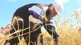 小学生が特産の小麦を収穫 自分たちが育てた1400キロを刈り取り 大分・宇佐市 | 大分のニュース|OBS NEWS|大分放送