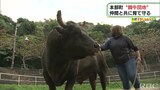 闘牛たちが共同生活?県内唯一の“闘牛団地” 本部町【わがまちLink41】 | 沖縄のニュース|RBC 琉球放送