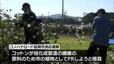 企業城下町の延岡市の植物としてPR コットンの収穫|TBS NEWS DIG