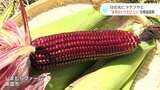 日の光にツヤツヤと “赤色のトウモロコシ”「大和ルージュ」の収穫が最盛期|TBS NEWS DIG