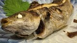 魚の骨が喉に…ごはんの丸飲み絶対NG!正しい対処法を医師に聞いてみた | 大分のニュース|OBS NEWS|大分放送
