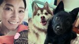 【愛犬】杏さん　家族に「新メンバー加入！」その名は「ポチ」つぶらな瞳の黒い犬|TBS NEWS DIG