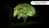 「一本というのが素敵」真っ白な花びらが幻想的に輝く “月光桜”が見物客を魅了 高知・大月町 | 高知のニュース・天気|KUTV NEWS | KUTVテレビ高知