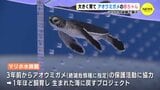 来年夏に小笠原の海へ　アオウミガメの赤ちゃん公開　マリホ水族館　|　RCC NEWS | 広島ニュース | RCC中国放送