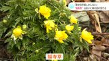 「幸せの予感しかしません!」可憐な“福寿草”山あいに春の訪れ告げる | 高知のニュース・天気|KUTV NEWS | KUTVテレビ高知