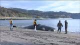 「80ｍオイルフェンス設置」クジラ死骸から脂流出“埋却処分”はじまる　宮城・石巻市　|　宮城のニュース│tbc NEWS│tbc東北放送