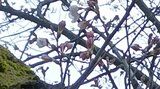 「残念ながら3輪で…」高田城址公園の桜は まだ開花には至らず 新潟県上越市 | 新潟のニュース・天気|BSN NEWS|BSN新潟放送