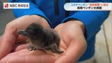 世界最小「コガタペンギン」 長崎で初の自然育雛に成功！誕生時わずか30g、お披露目は4月頃|TBS NEWS DIG
