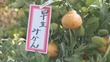 名産地・福岡県久留米市田主丸の植木がずらり･･･恒例「ｔｙｓ秋の久留米市田主丸植木まつり」始まる|TBS NEWS DIG
