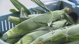 ブランドトウモロコシ「甘々娘」がピンチ 今シーズンの収穫量見込みが8割減 生育不良の原因は“種の質” 山梨|TBS NEWS DIG