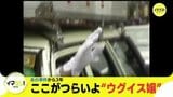 あの事件から３年　ここがつらいよ “ウグイス嬢”　|　RCC NEWS | 広島ニュース | RCC中国放送