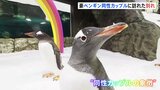 仲良しペンギン　オス同士カップルの片方が死ぬ　二羽で養子に迎えたひな鳥を育てる “同性カップルの象徴”として教科書にも　オーストラリア|TBS NEWS DIG